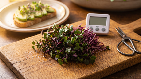 Waiting Weeks for Fresh Greens? Radish Microgreens Are Ready in 7 Days
