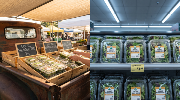 Why Choose Locally Grown Microgreens Over Grocery Store Lettuce?