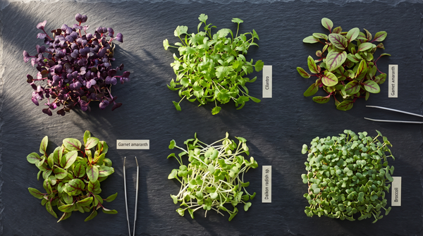 Nutrient Density, Explained: What's Actually Inside Your Microgreens